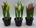 Kwiat w doniczce dla babci 24cm TULIPAN M93209 BABCIA