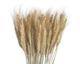 Susz naturalny - zboże paczkowane 60cm 55g WOL-11NAT