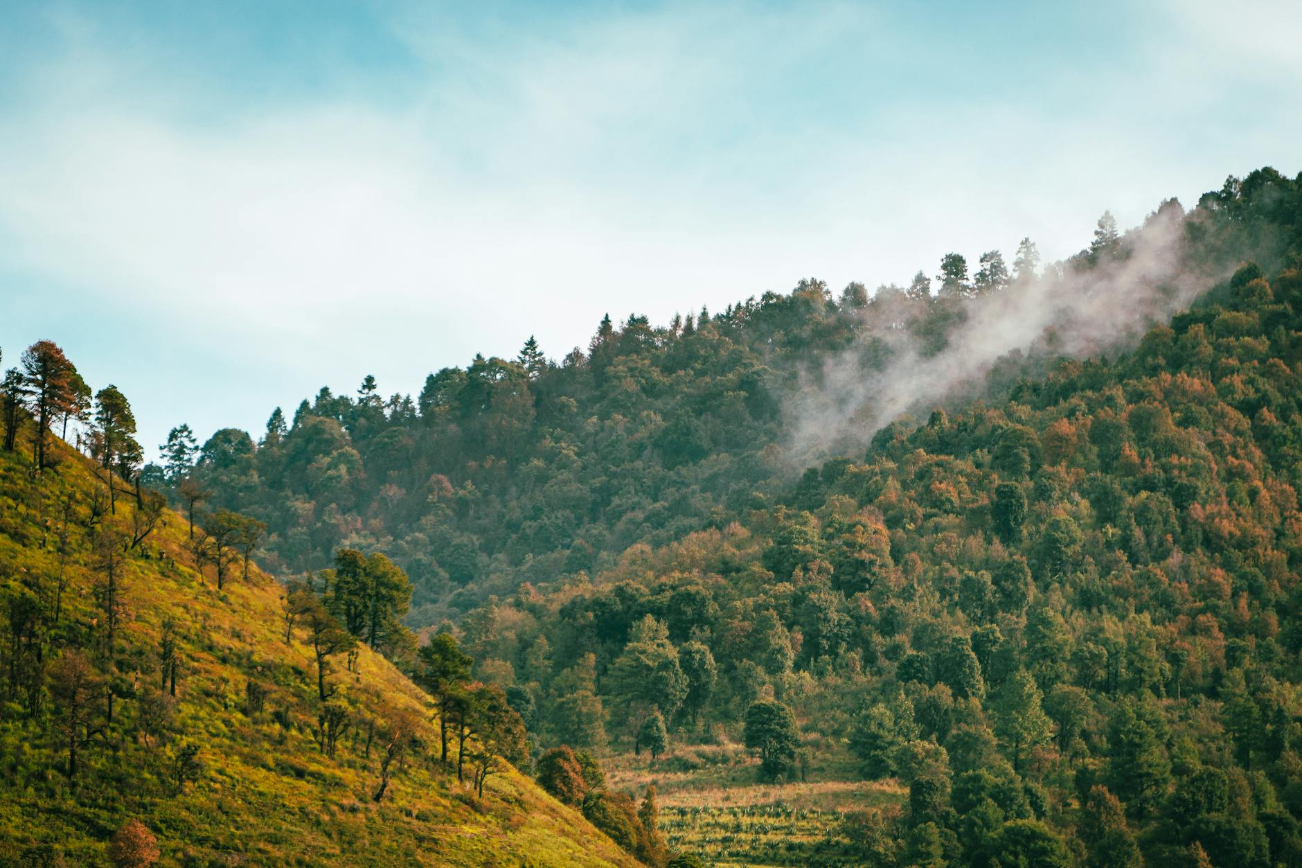 Mglisty las chmurowy w górach Santiago Analco w Meksyku